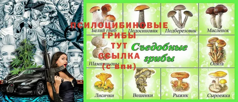 мега   Кинешма  Галлюциногенные грибы Psilocybe  наркотики 